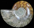 Polished, Agatized Ammonite (Cleoniceras) - Madagascar #59880-1